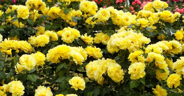 東京で見つけた綺麗な黄色いお花の写真