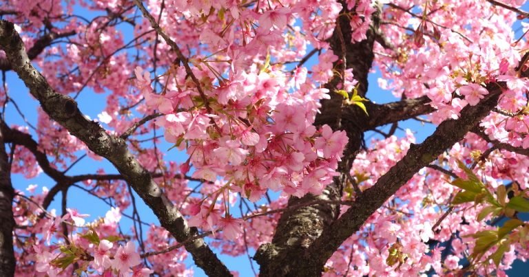 東京で見られる綺麗な桜