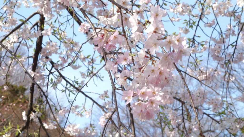 東京の綺麗な桜